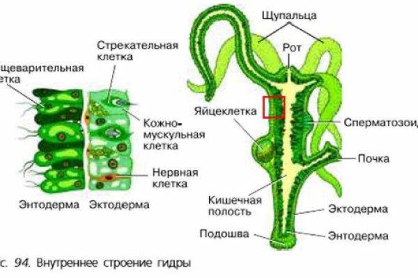 Когда заработает кракен